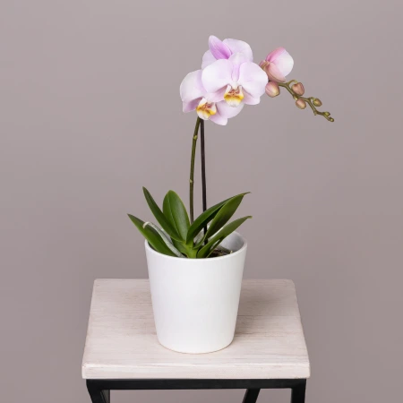 Фаленопсис Колибри Розовый 1 ст