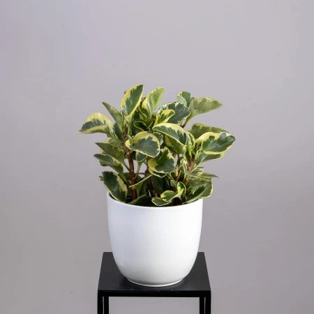 Пеперомия Вариегата