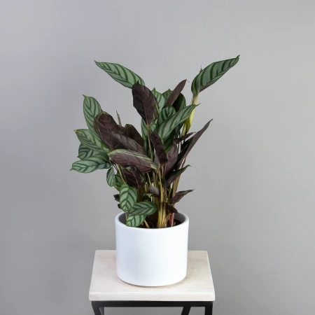 Калатея Компактстар