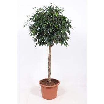 Фикус бенжамина Даниэль штамбовый