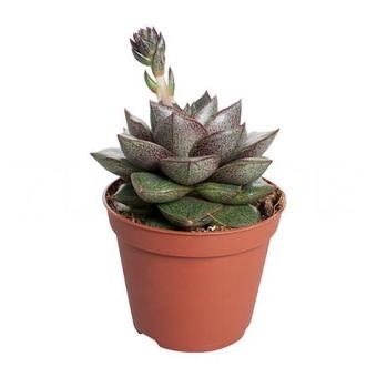 Эхеверия Пурпусорум