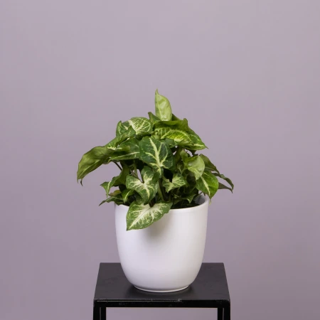 Сингониум Арроу