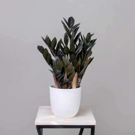 Замиокулкас Блэк К