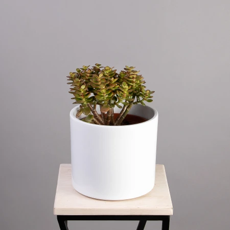 Крассула Овата Минор