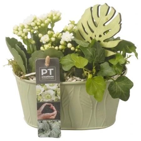 Цветущая Композиция в зеленом цинковом кашпо Ptib7140
