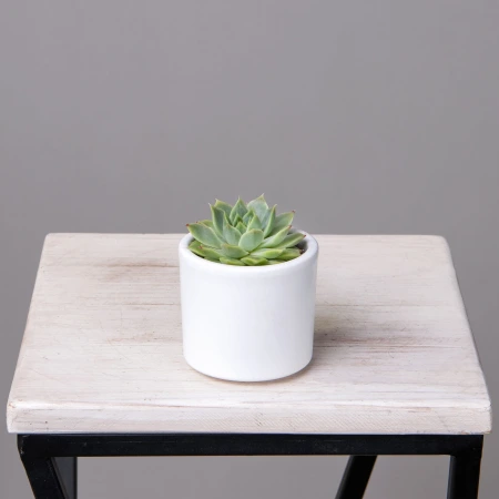 Эхеверия Агавоидес