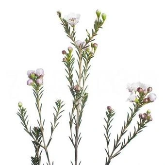 Хамелациум "Белый"