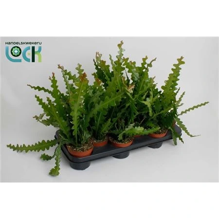 Эпифиллум угловатый