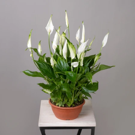 Спатифиллум Шопен