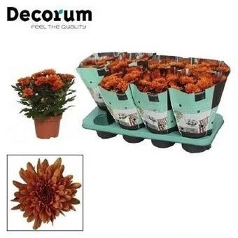 Хризантема Махровая Оранжевая