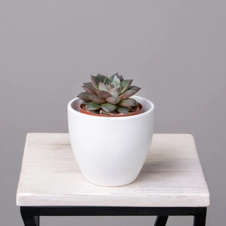 Эхеверия Мексико