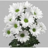 Хризантема кустовая "Кеннеди"