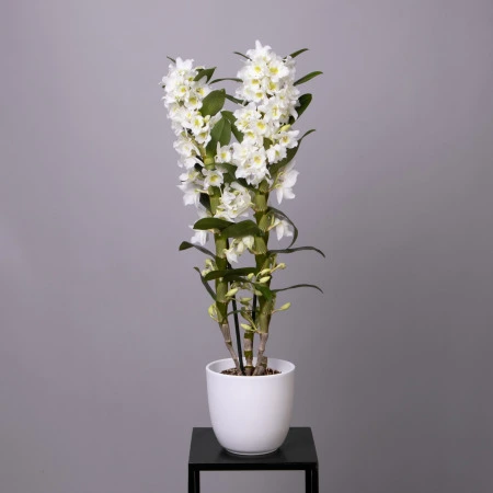 Дендробиум Нобиле Белый 2ст