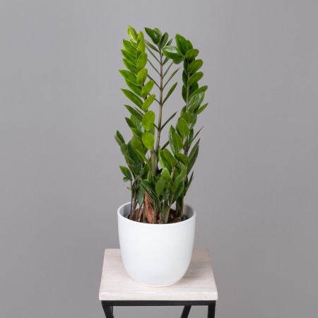 Замиокулкас Лаки