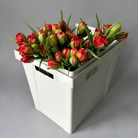 Тюльпан "Ду Эдендейл"