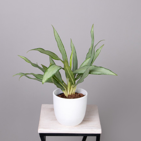 Аглаонема Уайт Ленс