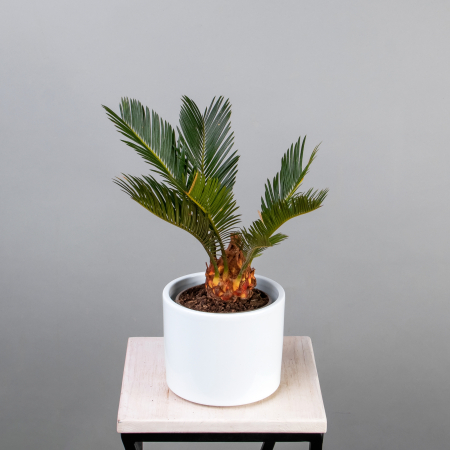 Цикас Революта