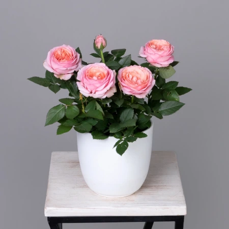 Роза кордана гранд Адель