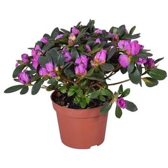 Азалия индика Нордлайт