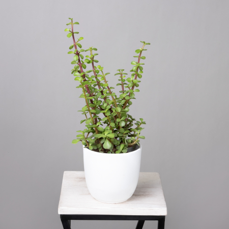 Крассула Афра