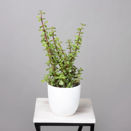 Крассула Афра