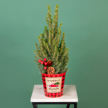 Ель Коника в цинковом ведерке красном с украшениями PTK25458