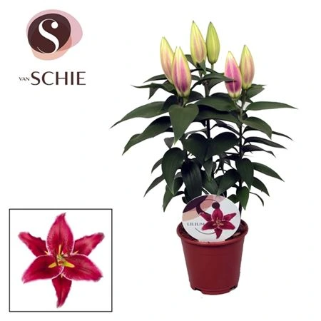 Лилия Ор. Магни Курс Малиновая