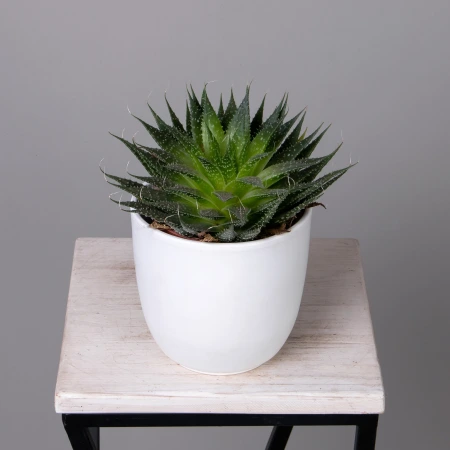 Алоэ Аристата