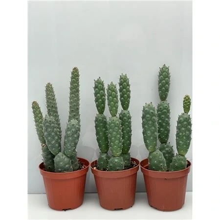 Опунция Диадемата Инермис