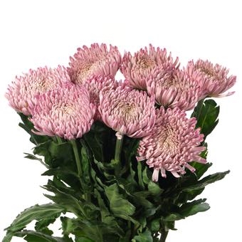 Хризантема одноголовая "Кутюр"