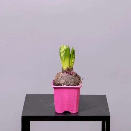 Гиацинт Микс