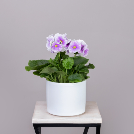 Примула Обконика Микс