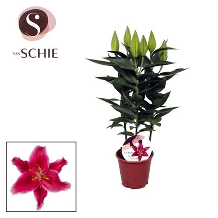 Лилия Ор. Старлайт Темно-Розовая