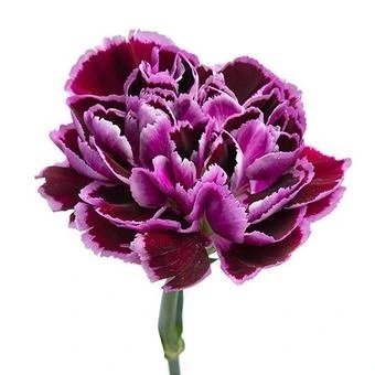 Гвоздика "Филиграна"