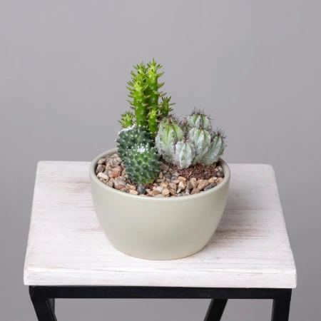 Кактус Композиция Пастель