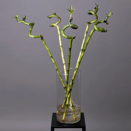 Бамбук Лаки спираль