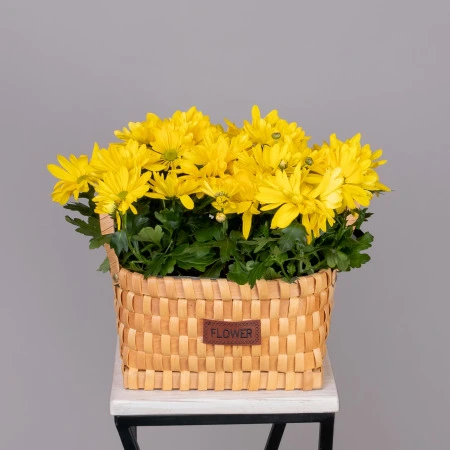 Хризантема Маргарита Желтая  в Натуральной корзине