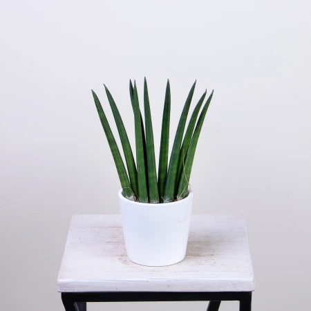 Сансевиерия цилиндрическая