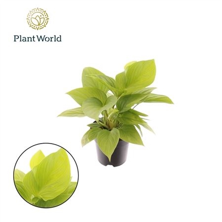 Хомаломена Лемон Лайм