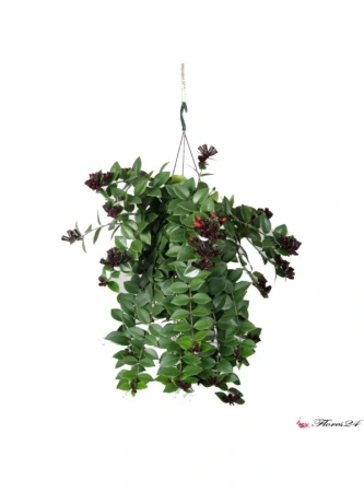 Эсхинантус Мона Лиза Подвесной