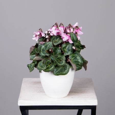 Цикламен Петтикоат розовый