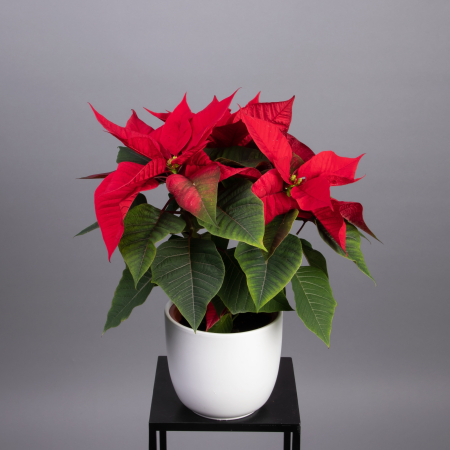 Пуансеттия Красная