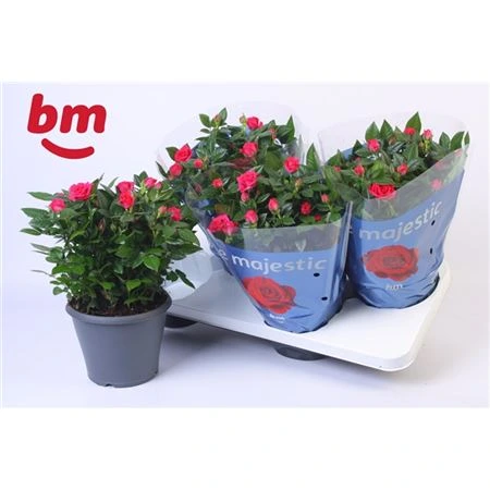 Роза Джевел Патио Малиновая