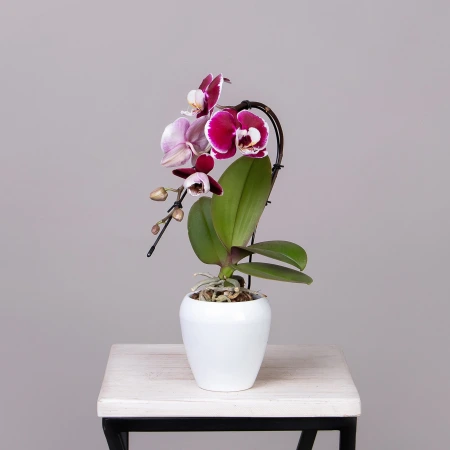 Фаленопсис Каскад Маймис Сван Бордовый в белой керамике