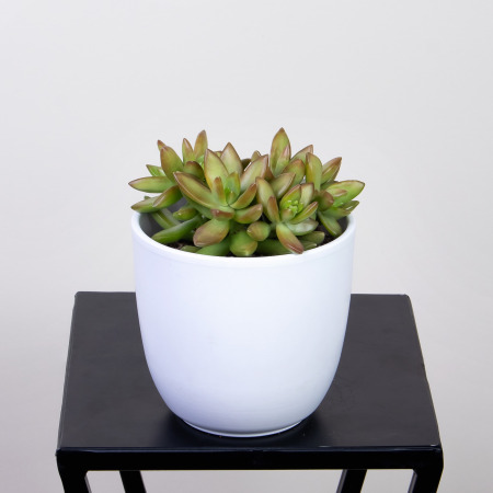 Седум Нуссбаумерианум