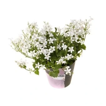 Кампанула Порто Белая