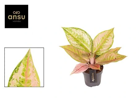 Аглаонема Пастелла