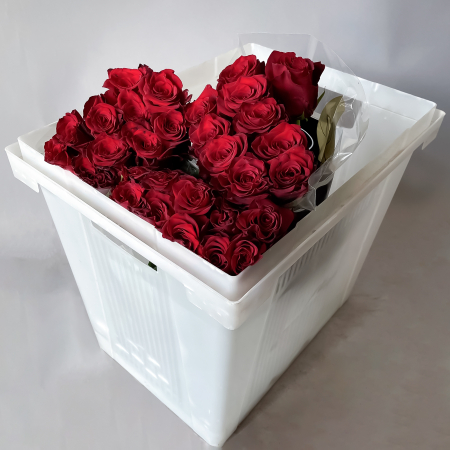 Роза "Эксплорер"