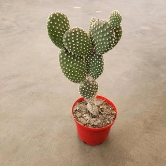 Опунция Микс