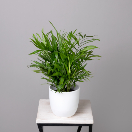 Хамедорея К